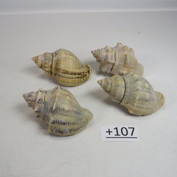 Peach & Navy Colored REAL Sea Shells about 3" long personally gathered - Picture 3 of 5